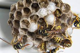Maybe you would like to learn more about one of these? What Happens To Wasps And Hornets In The Winter Pestlock