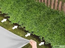 However, when in doubt always prune in the dormant season (winter). How To Trim Evergreen Bushes 14 Steps With Pictures Wikihow