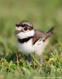 Lake shore nest and eggs of a killdeer. Baby By Danny Brown 500px Nature Birds Pretty Birds Pet Birds
