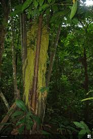 Image result for Raphia rostrata