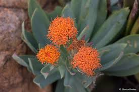 Image result for Kleinia abyssinica