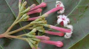 Image result for Gelsemiaceae