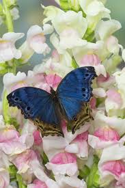 African Butterfly Salamis Temora Insetos Asas Natureza