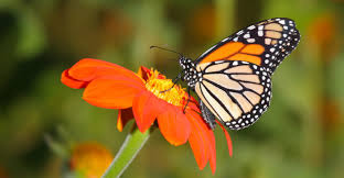 Check spelling or type a new query. Mariposas Reproduccion Habitat Anatomia Y Caracteristicas