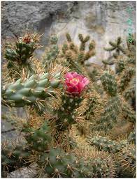 These guys were a little ahead of its time. New Records Of Naturalised And Invasive Cacti Cactaceae From Gran Canaria And Tenerife Canary Islands Spain
