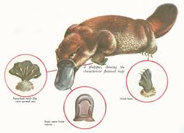 Duck Billed Platypus Characteristics Platypus Duck Billed Platypus Australia Animals Draw guidelines for the platypus's neck and body. duck billed platypus characteristics