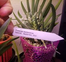 Image result for Podangis dactyloceras