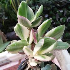 Depending on how well they do, i may order more in the future. Variegated Jade Plant Rare Succulent Shopee Philippines