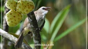 Beli trucukan terlengkap harga murah august 2021 di tokopedia! Terapi Buah Mengkudu Untuk Burung Trucukan Stamina Bertambah Dan Makin Gacor Om Kicau