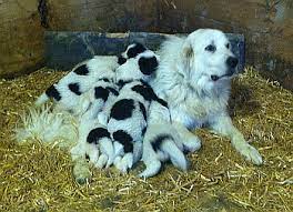 Check spelling or type a new query. Fort Causeway Farms Lovell Wy Pyrenees Newfoundland Puppies