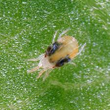 Image result for spotted spider mite