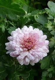 Chrysanthemum Indicum Hybride Julia Herbst Chrysantheme Stauden Stauden Von A Bis D Chrysanthemum Herbst Chr Chrysantheme Chrysanthemen Pflanzen