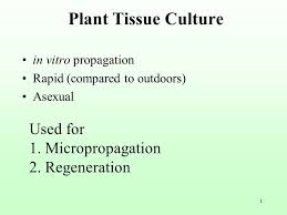 Maybe you would like to learn more about one of these? Plant Tissue Culture Used For 1 Micropropagation 2 Regeneration Ppt Video Online Download