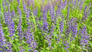 We did not find results for: Beautiful Summer Field With Blue And Purple Flowers And Grass By Perspective