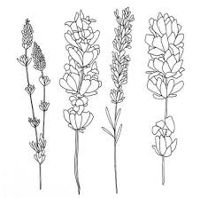 Linework Flower Drawing Lavender Tattoo Lilac Tattoo