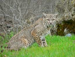 Bobcats, sometimes called wildcats, are roughly twice as big as the average housecat. Bobcat Wikipedia