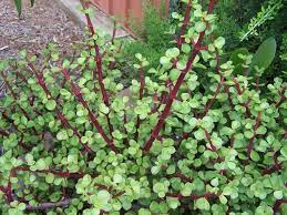 Elephant Bush Succulent In 2021 Planting Succulents Plants Succulent Gardening