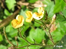 Image result for Aeschynomene americana