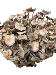 Image result for Sarcocornia natalensis