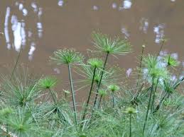 Image result for Cyperus prolifer