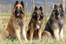 The belgian malinois was also used as protector of farm property. Belgian Shepherds What S Good About Em What S Bad About Em