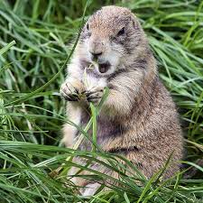 We did not find results for: How To Get Rid Of Groundhogs Updated For 2021
