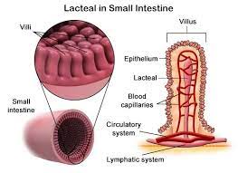 Location And Function Of The Lacteals In The Small Intestine Intestines Human Body Anatomy Lymphatic System