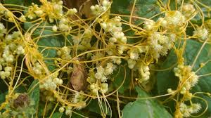 Image result for Cuscuta australis