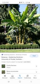 Pin By Roberta Sumner Cortopassi On 228 Nw Brook Loop In 2020 Banana Plants Plants Plant Leaves