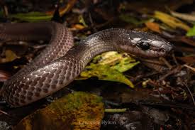 Image result for Steganotaenia hockii