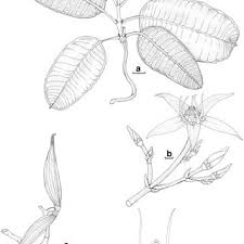 Image result for Epistemma neuerburgii