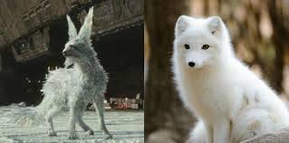 Star Wars The Last Jedi The Biology Of Its Animals Porgs And All Star Wars Last Jedi Jedi