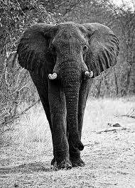 Beautiful Black And White Elephant Pictures Pin On The Elephants The Gaint By Priyanka Dhelia