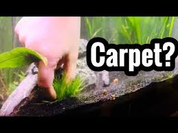 Amazon.Com : Dwarf Hairgrass Seeds - 50 Seeds - Aquarium Grass : Patio,  Lawn & Garden