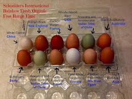 Black Australorp Egg Color Chickens And Their Egg Color Eggcelent Black Australorp Chicken Egg Colors Chickens Backyard