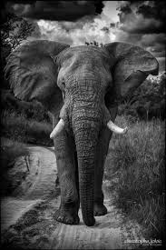 Beautiful Black And White Elephant Pictures Green Sisters Loves Animals Www Greensisters Ca With Images Elephants Photos Elephant Black And White Elephant Pictures