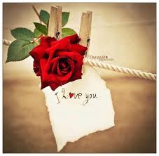 Say It With A Single Red Rose Flowers For You Single Red Rose Flowers