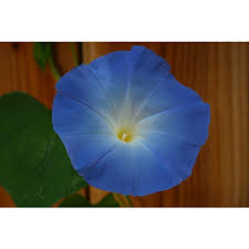 Image result for Ipomoea violacea