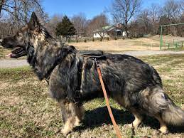 If you are unable to find your german shepherd dog puppy in our puppy for sale or dog for sale sections, please consider looking thru thousands of german shepherd dog dogs for adoption. German Shepherd Puppies For Sale In Missouri Century Farms German Shepherds Of Missouri