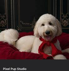 Rough Cut Ranch Doodles updated their cover photo.