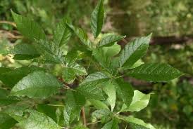 Image result for Vitex ferruginea