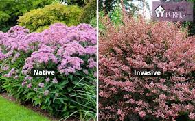 Check spelling or type a new query. Why Choose Native Plants Instead Of Non Native Invasive Plants In Your Landscape Pretty Purple Door