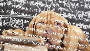 Kopek Davranis Analizi Pet Okulu