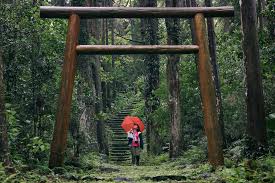 公式】屋久島観光協会 世界自然遺産「屋久島」の観光・旅行情報サイト Yakushima Japan Tourism