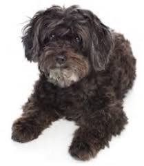 We did not find results for: Schnauzer Vs Poodle Breed Comparison