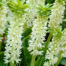 Image result for Eucomis