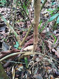 Image result for Connaraceae