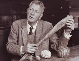 Image result for Ochna katangensis