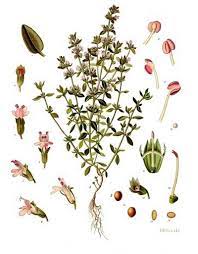 She is a goddess of war, but only fights for righteousness. Garrigue Gourmande Thym Commun Illustration Botanique Thym Plantes Aromatiques Et Medicinales