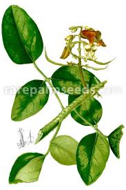 Image result for Erythrina fusca